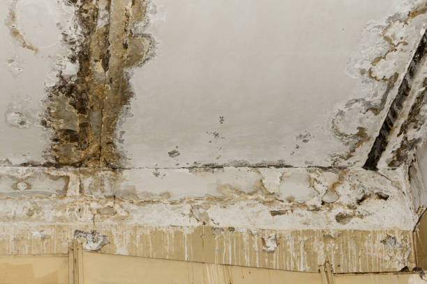 Best Attic Mold Removal  in Owensboro, KY