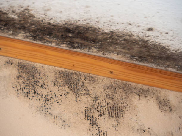 Best Environmental Consulting for Mold Prevention  in Owensboro, KY