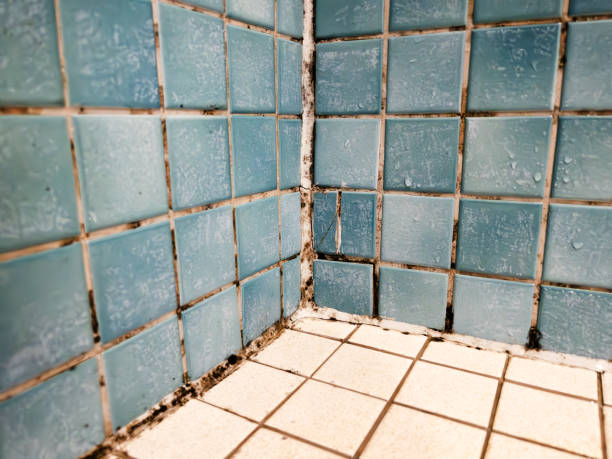 Owensboro, KY Mold Removal Company